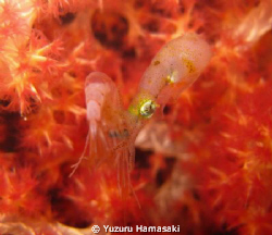 a baby squid eating a shrimp at night by Yuzuru Hamasaki 